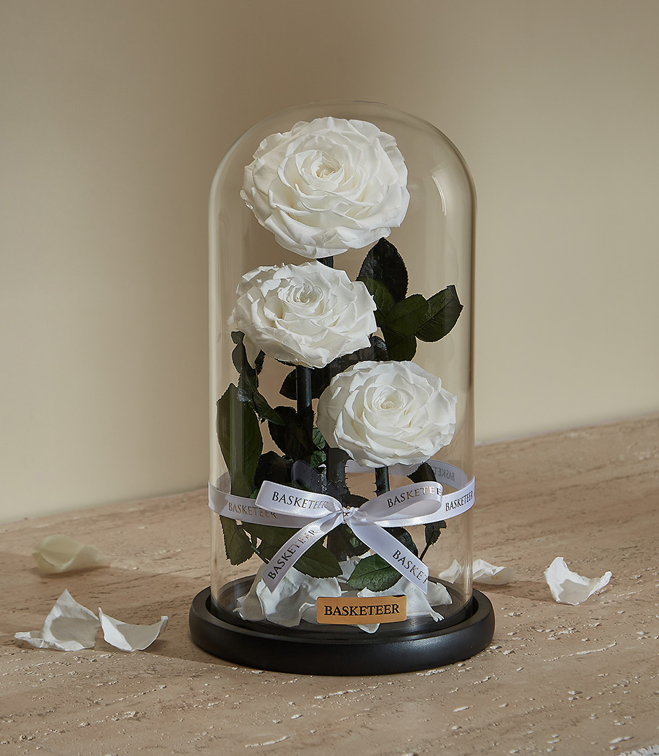 A beautifully preserved arrangement of white roses inside an elegant glass dome with a sleek black wooden base.