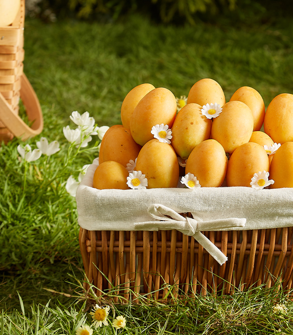 Close-up of a charming wicker basket filled with premium Mayongchids (Toon Klaow Variety Nakhon Nayok), decorated with delicate white flowers, set against a lush green garden backdrop.