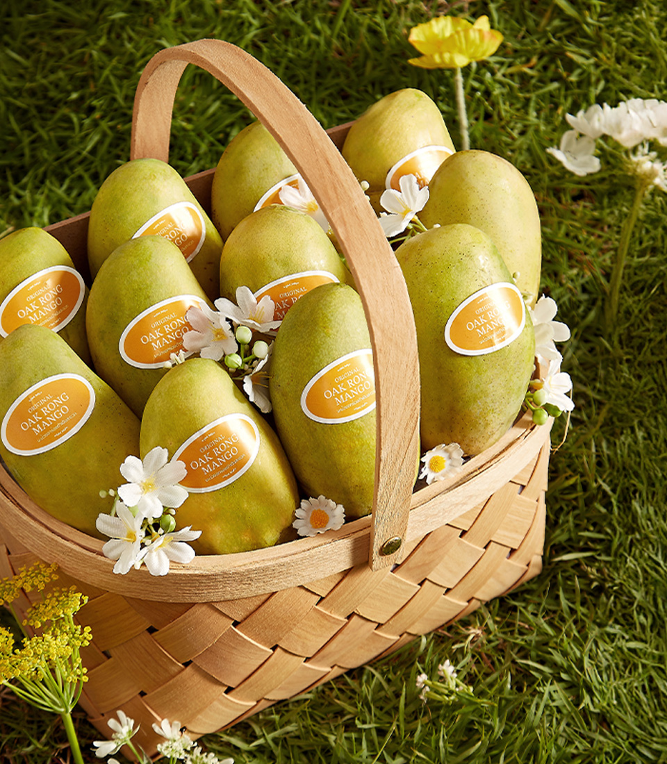 Close-up of a rustic woven basket filled with Ok-Rong Mangoes (Damnoen Saduak Variety), freshly harvested and decorated with white flowers, placed on a lush green grass setting.