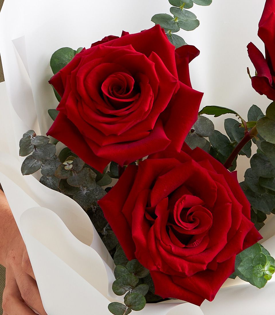 Close-up of three velvety red roses with eucalyptus leaves, wrapped in white paper for a luxury romantic bouquet.