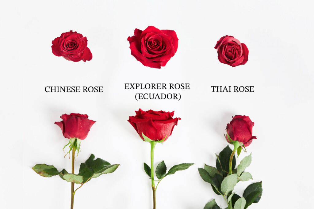 Comparison of Chinese Rose, Explorer Rose (Ecuador), and Thai Rose from Flowers by Basketeer
