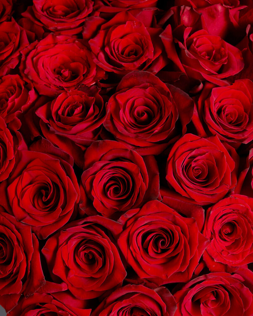 Close-up of red roses from Flowers by Basketeer