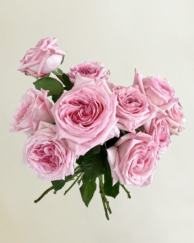 Close-up of premium Ecuador Pink O’Hara Roses by Flowers by Basketeer.
