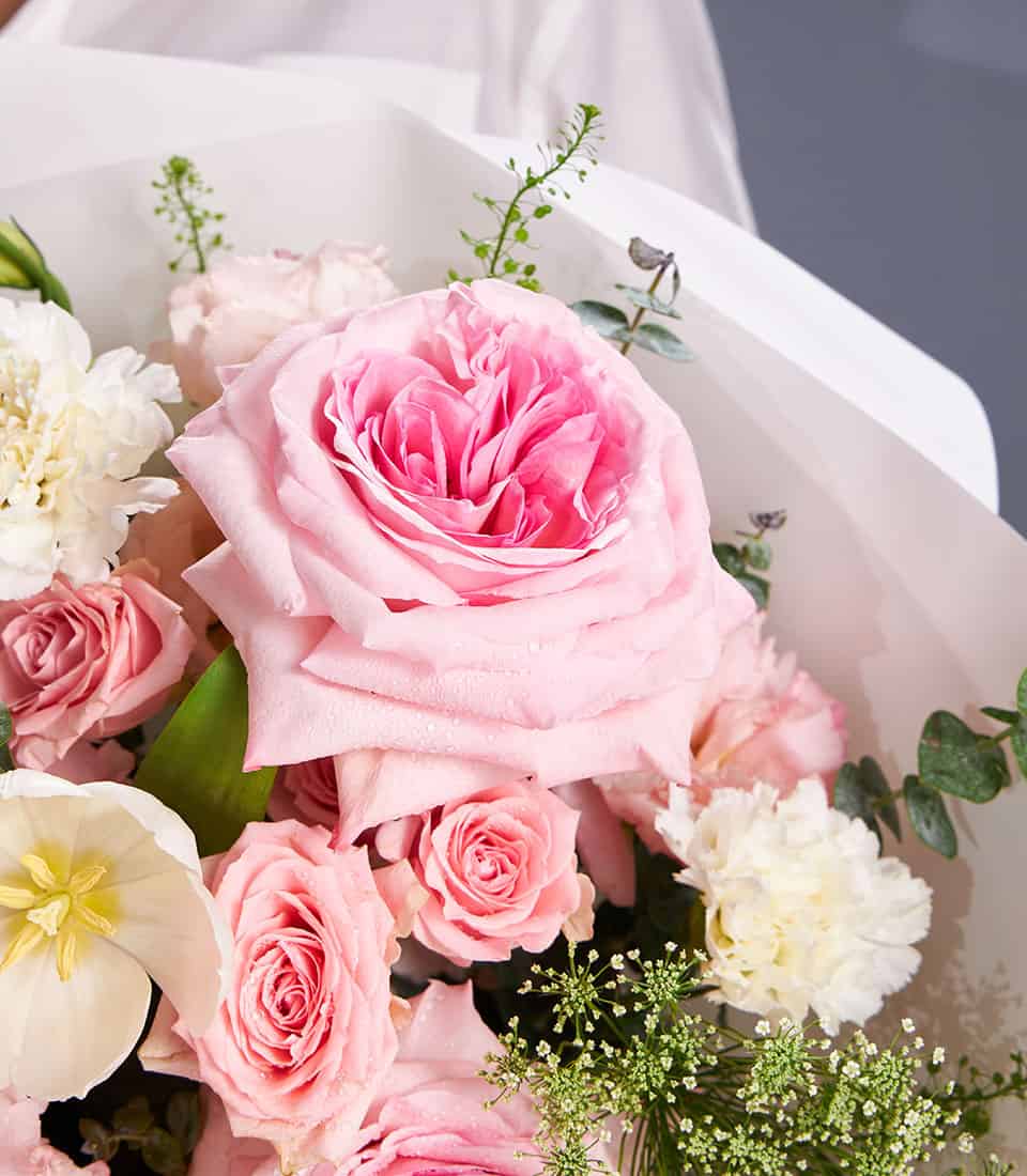 O’Hara Garden Roses