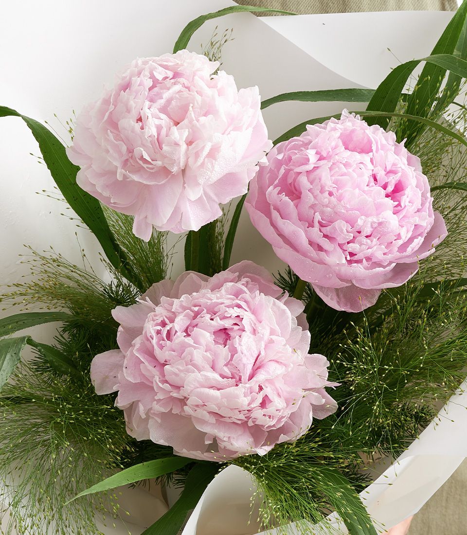 Peonies 