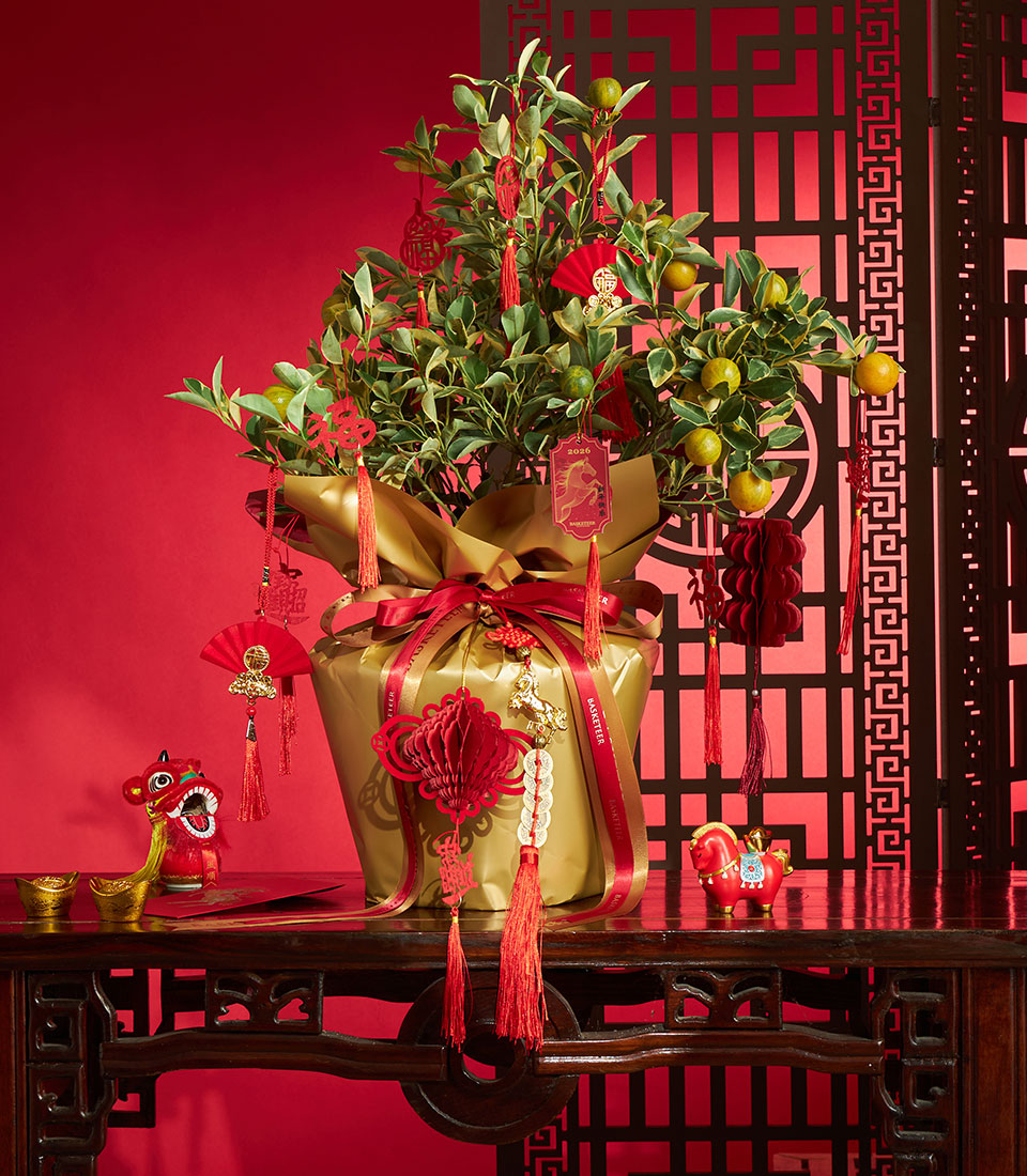 Chinese New Year prosperous kumquat tree decorative live plant